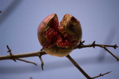 pomegranate on a broken branch